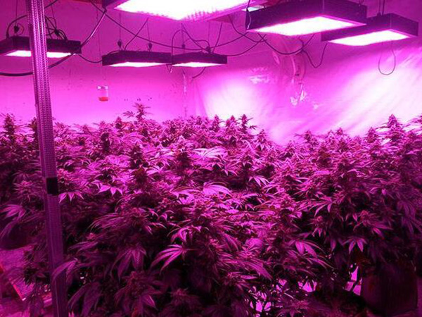LED植物灯 LED植物灯