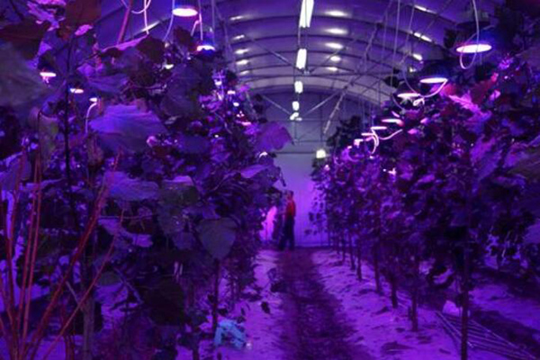 LED植物灯厂家